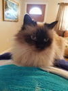 Sweet Pea