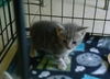 Tigs