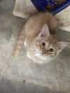 Marvin