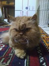 Ginger (Susan)