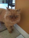 Ginger (Susan)