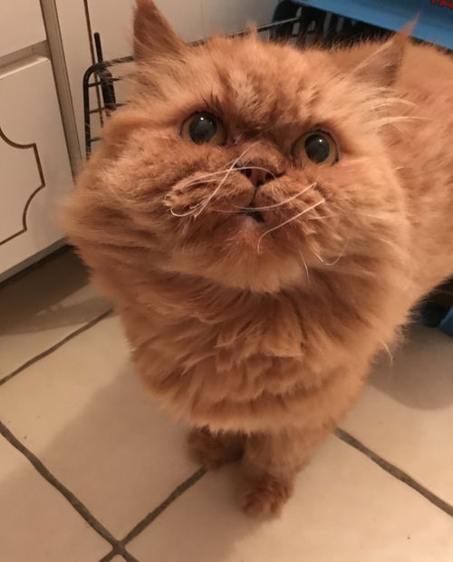 Ginger (Susan)