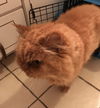 Ginger (Susan)