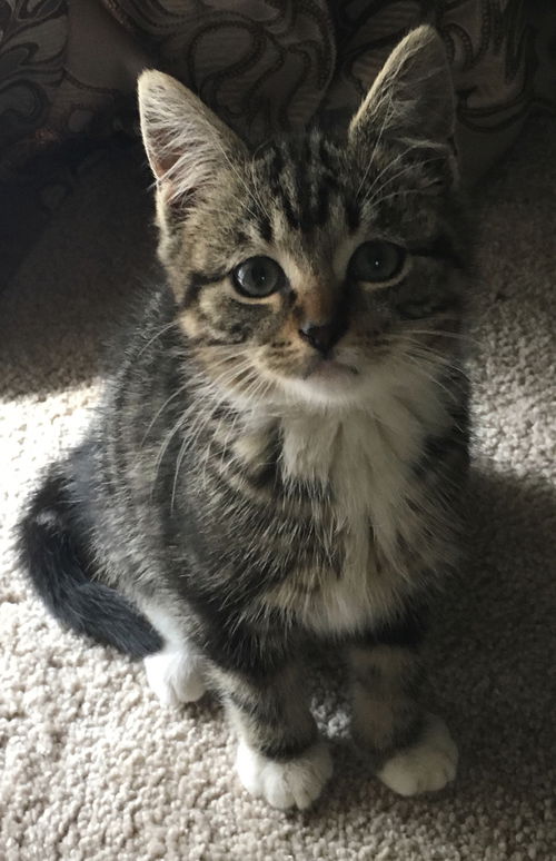 Stripey (aka Morgan)