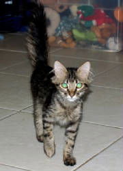 Jasper