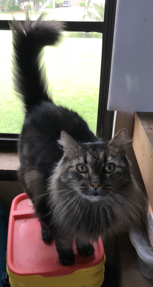 Amelia
