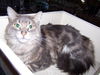 Alexander (polydactyl)