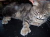 Alexander (polydactyl)