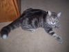 Alexander (polydactyl)
