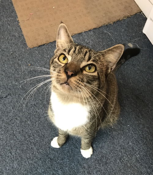 Tom