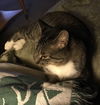 Tom
