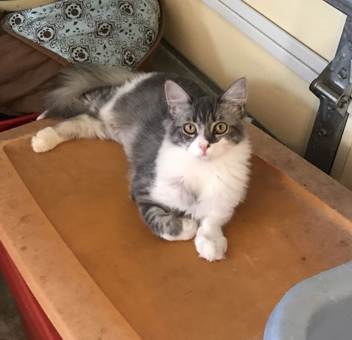 Gracie