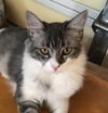 Gracie