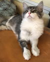 Gracie