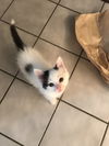 Mindie