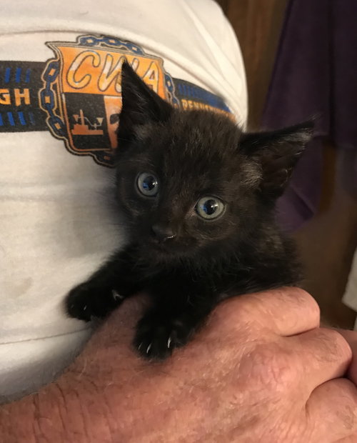 Mowgli