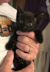 Mowgli
