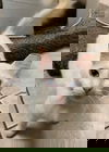Meow-Meow