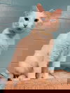 Meow-Meow