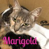 Marigold