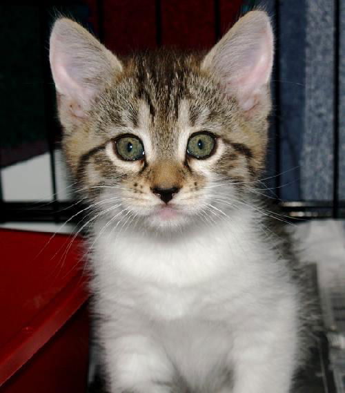 Tiddles