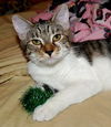 Tiddles