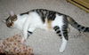 Tiddles