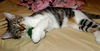 Tiddles