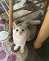 Marmalade