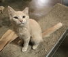 Marmalade