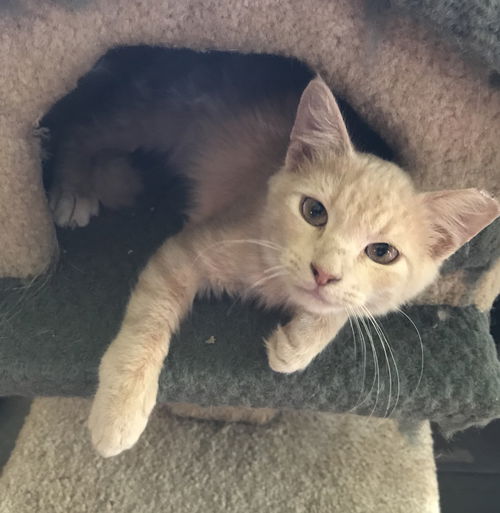 Marmalade