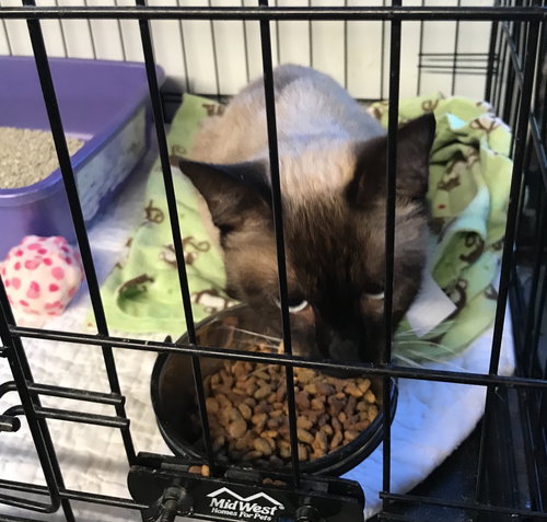 Mocha