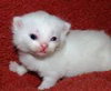 Moby