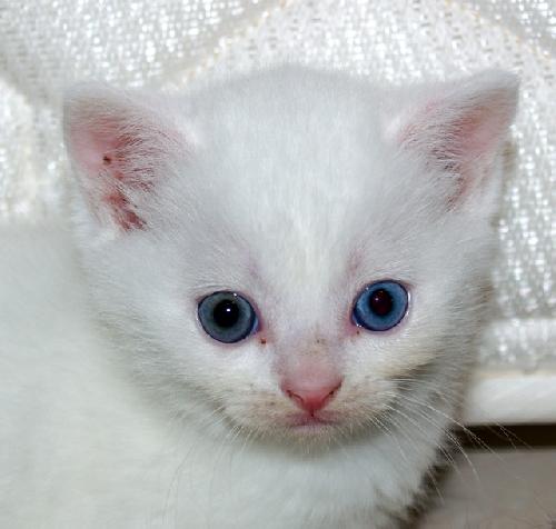 Moby