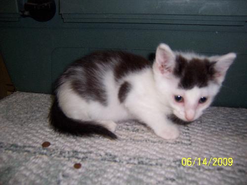 Mouse