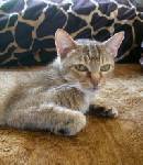 Squirrel (Declawed)