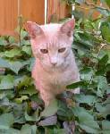 Moglie (love muffin)