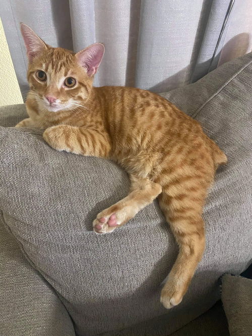 Just Orange