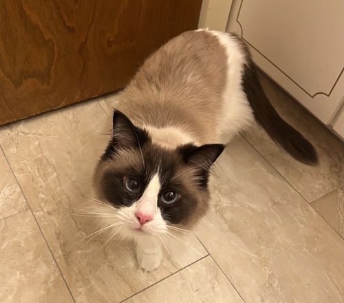 Sundae