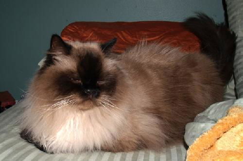 Koko