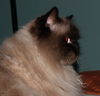 Koko