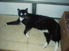 Tux