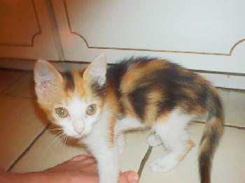 MinnieMe