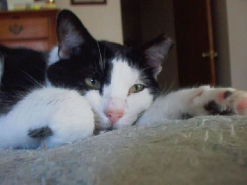 Mickey