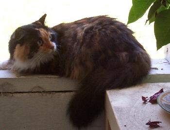 Gypsy