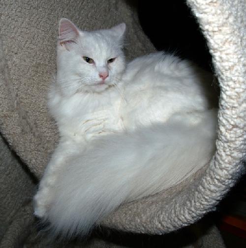 Mozella
