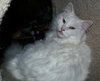 Mozella