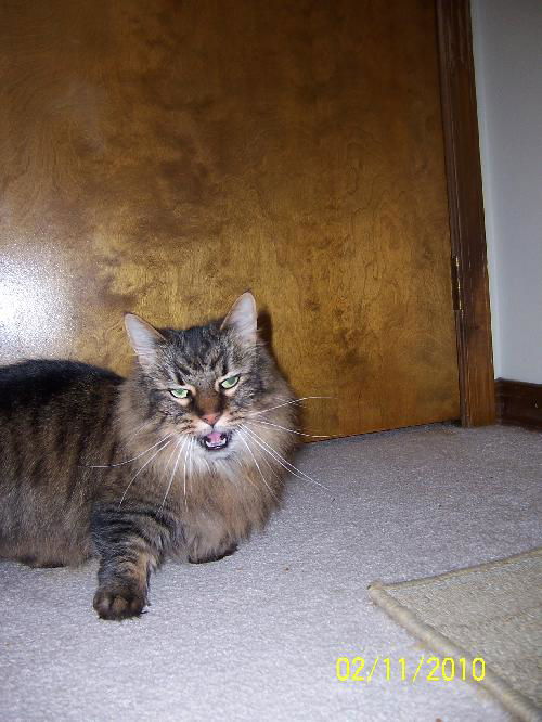 Miss Kitty