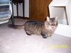 Miss Kitty