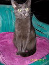 Mercie